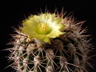 Thumbnail of 1007_Islaya copiapoides_20130905_01(1).JPG
